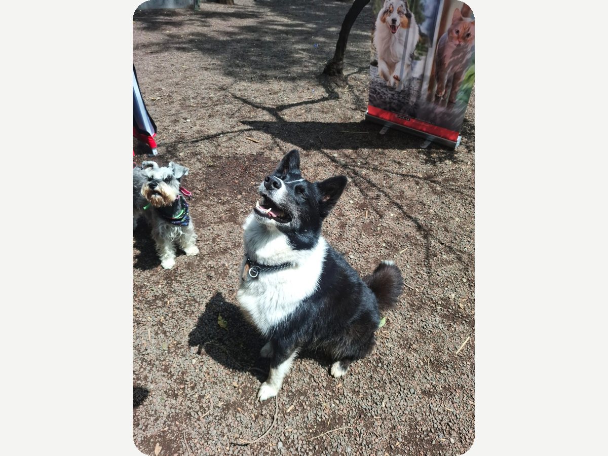 Mascotas felices, activación de Purina Pro Plan